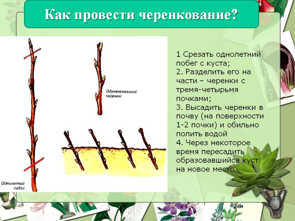 Все этапы черенкования роз осенью в домашних условиях и уход за растением сразу после процедуры