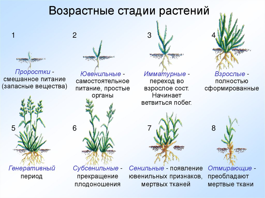 Орхидея лиодоро и уход за ней
