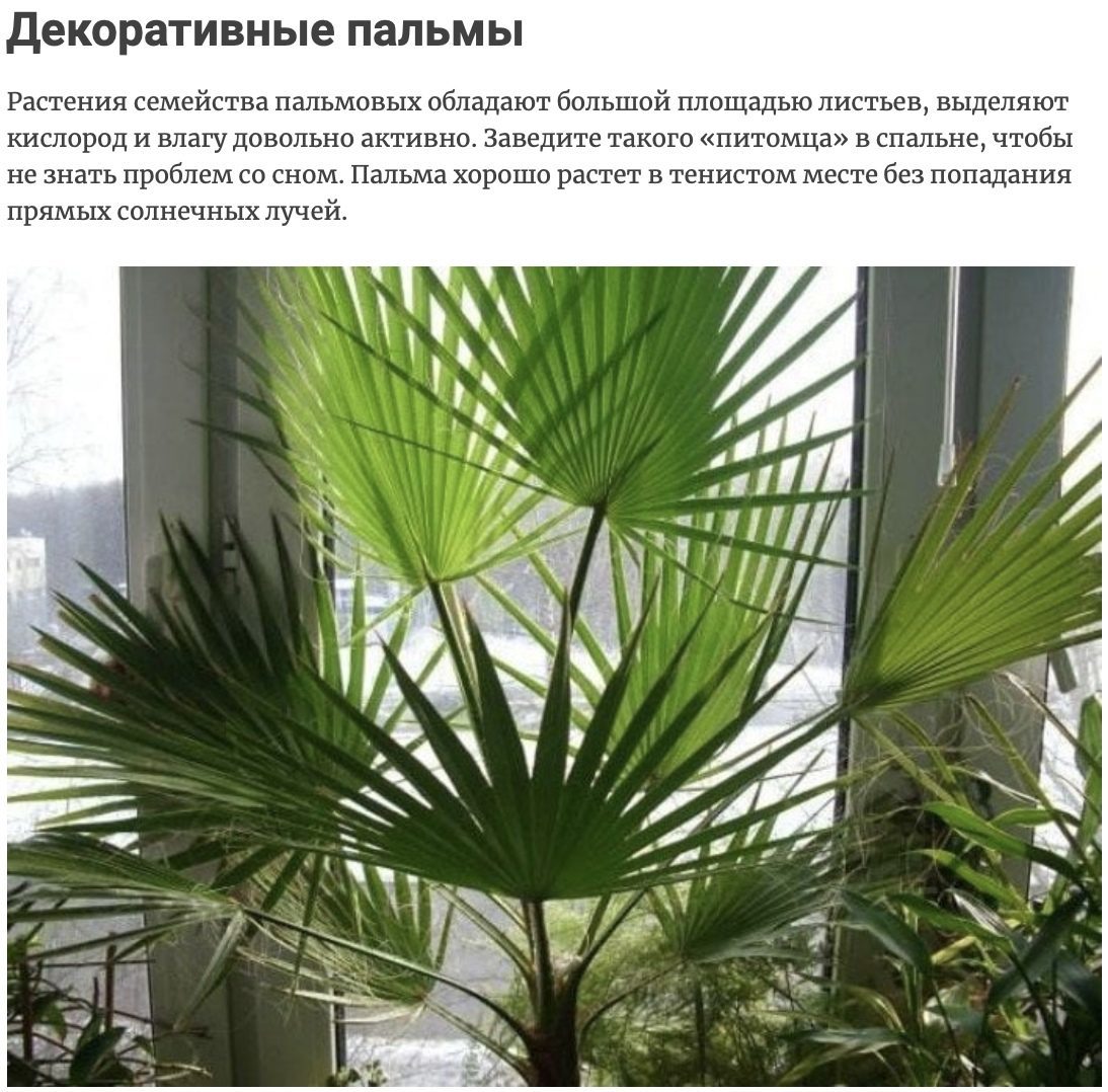 Пальма вашингтония нитчатая экзотика в домашних условиях