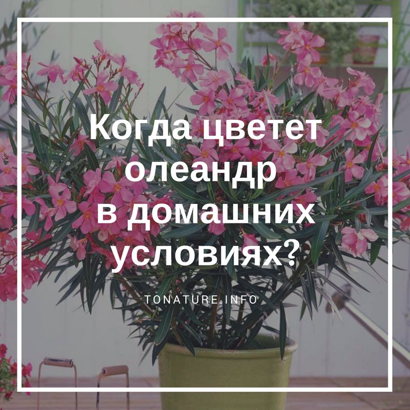 Олеандр уход в домашних условиях, фото, выращивание, цветение дома