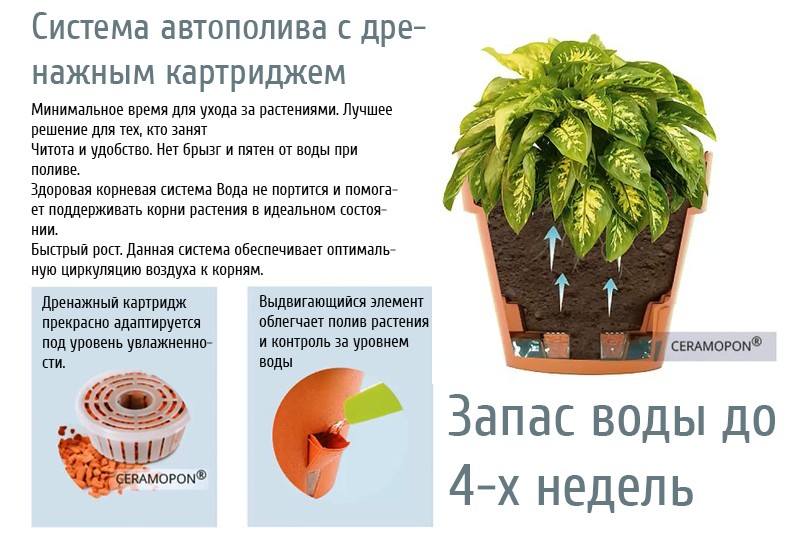 Как пересадить фиалку в горшок - пошаговый план и полезные советы