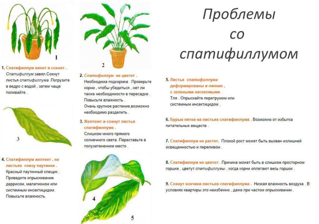 Размножение фиалок листом, укоренение листа, видео, фото