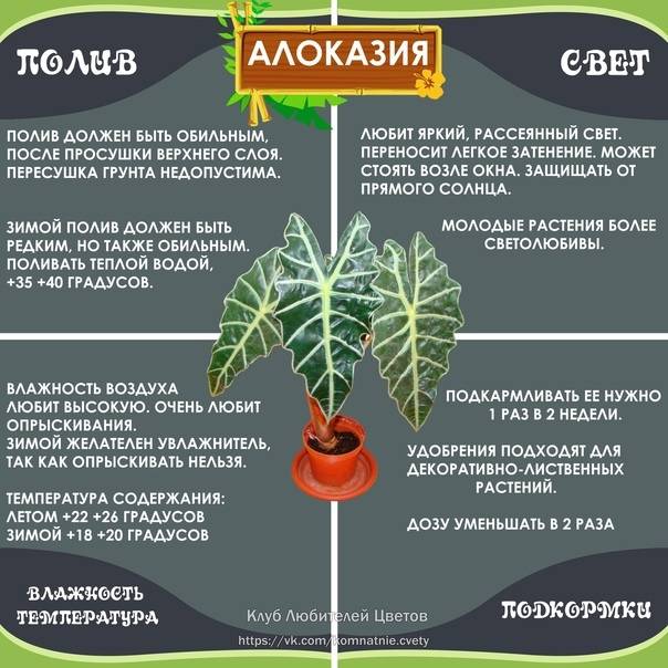 Представитель семейства Ароидные алоказия представляет собой вечнозеленое растение Данный род объединяет примерно 70 различных видов