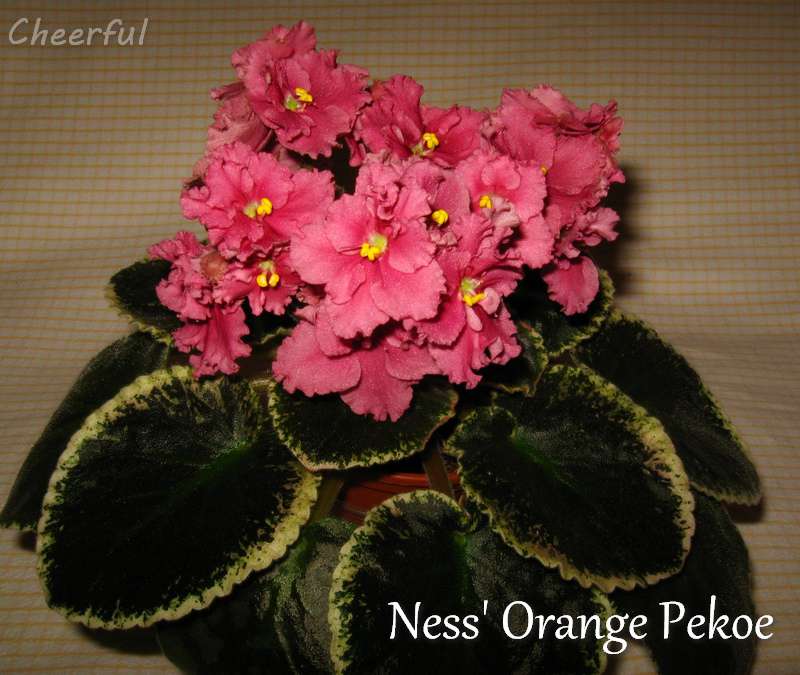 Ness orange pekoe