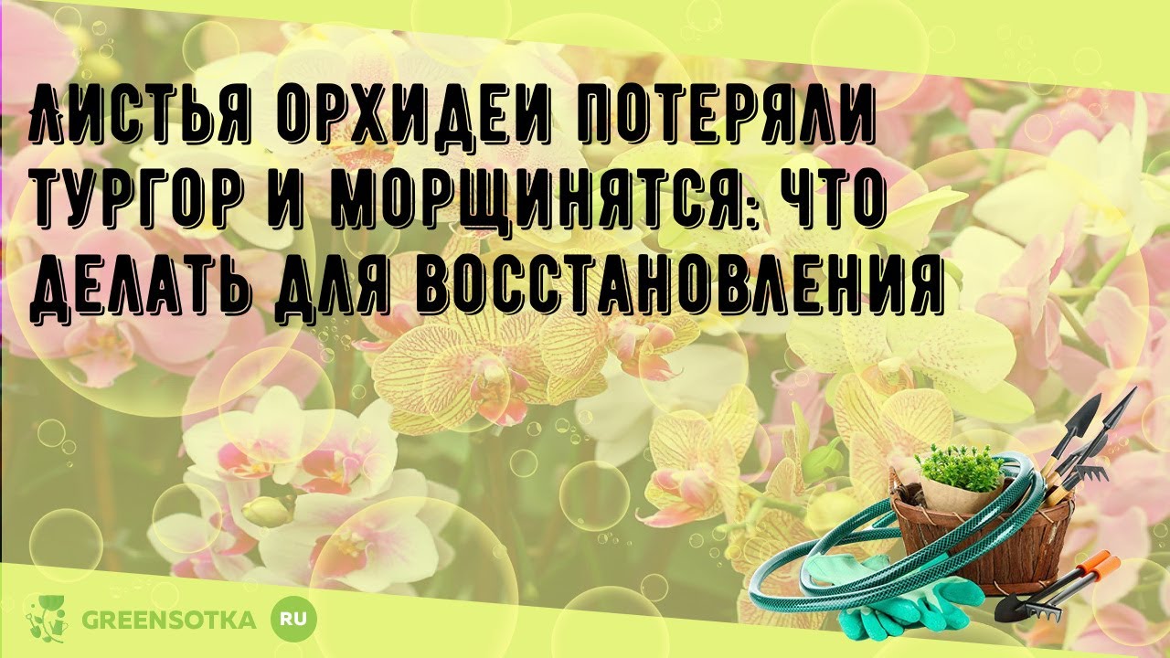 Варианты лечения орхидеи при потере тургора и других заболеваниях
