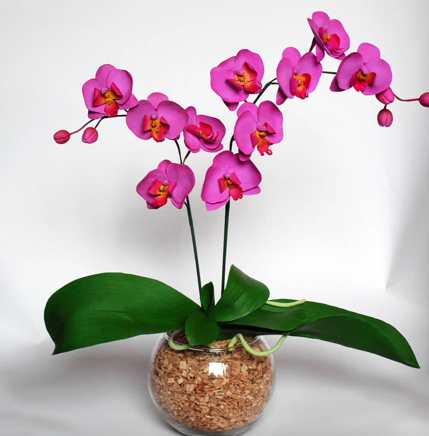 Удивительные творения природы — мини-орхидеи. обзор видов и сортов, рекомендации по выращиванию