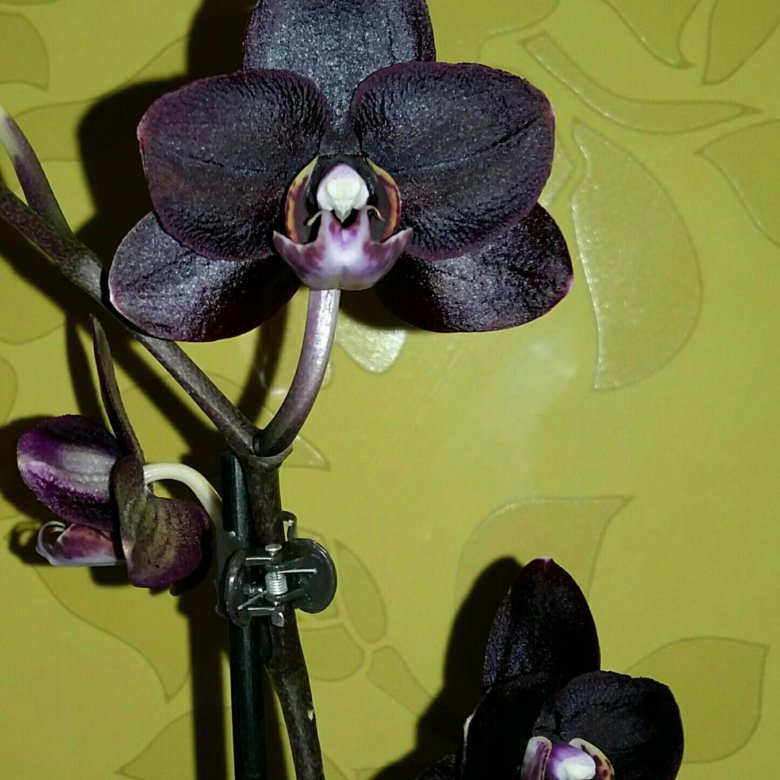 Орхидея bee sting фото