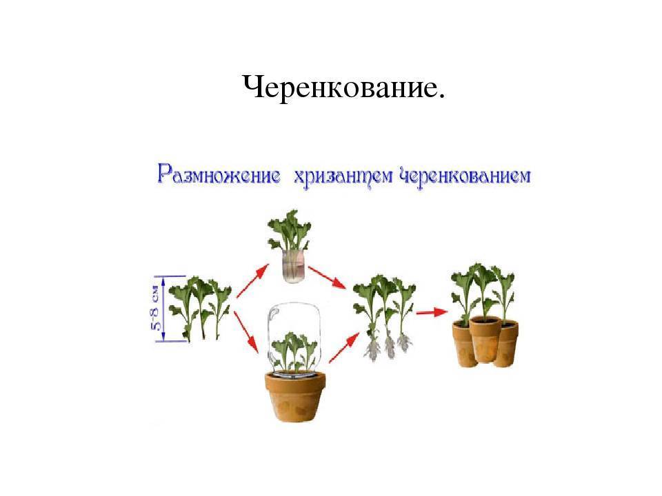 Хризантема садовая многолетняя посадка и уход фото