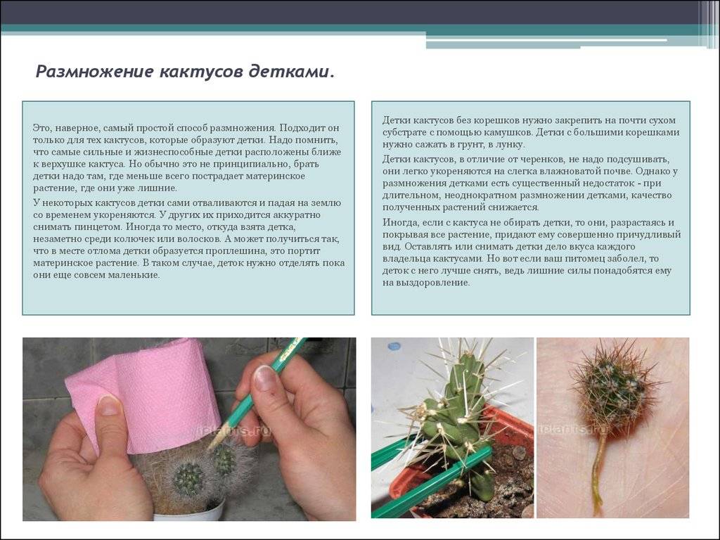 Кактусы: уход на supersadovnik.ru