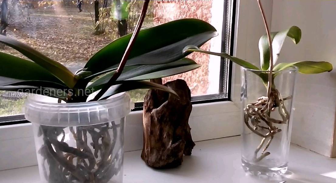 Орхидея в домашних условиях в воде. Посадка орхидеи фаленопсис. Орхидея фаленопсис без грунта. Фаленопсис открытая система. Орхидея фаленопсис Росток.