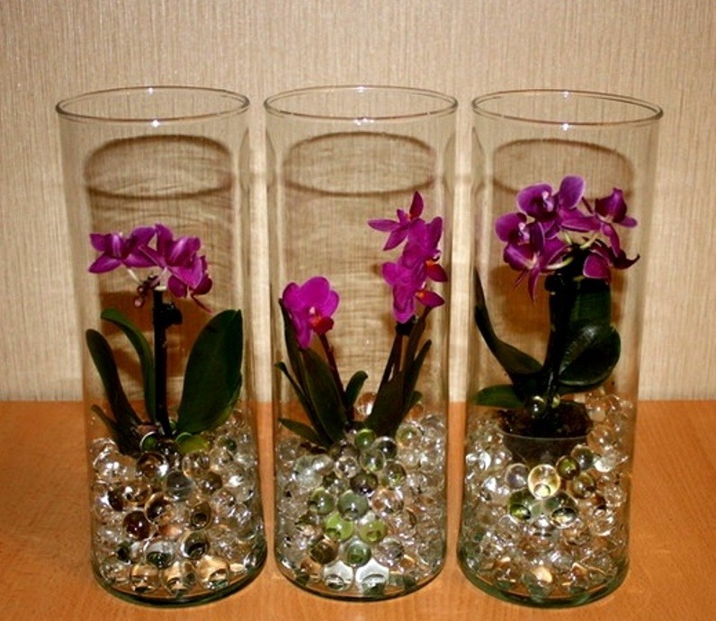 12 советов выращивания орхидеи дома