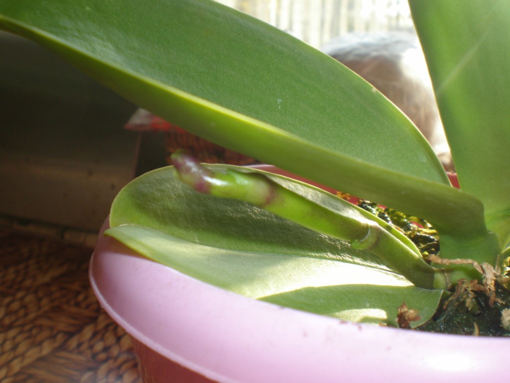 Цветонос у орхидеи: особенности и рекомендации по уходу