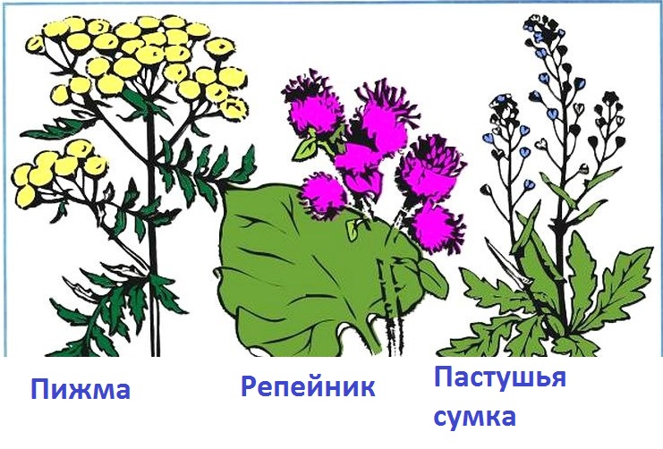 Травянистое растение рисунок 2 класс