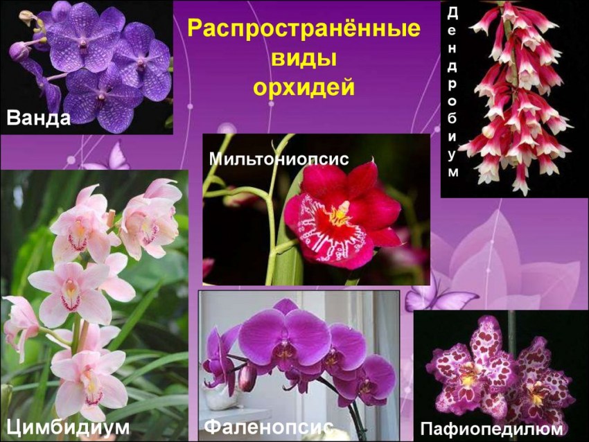Разновидности орхидей с фото и названиями