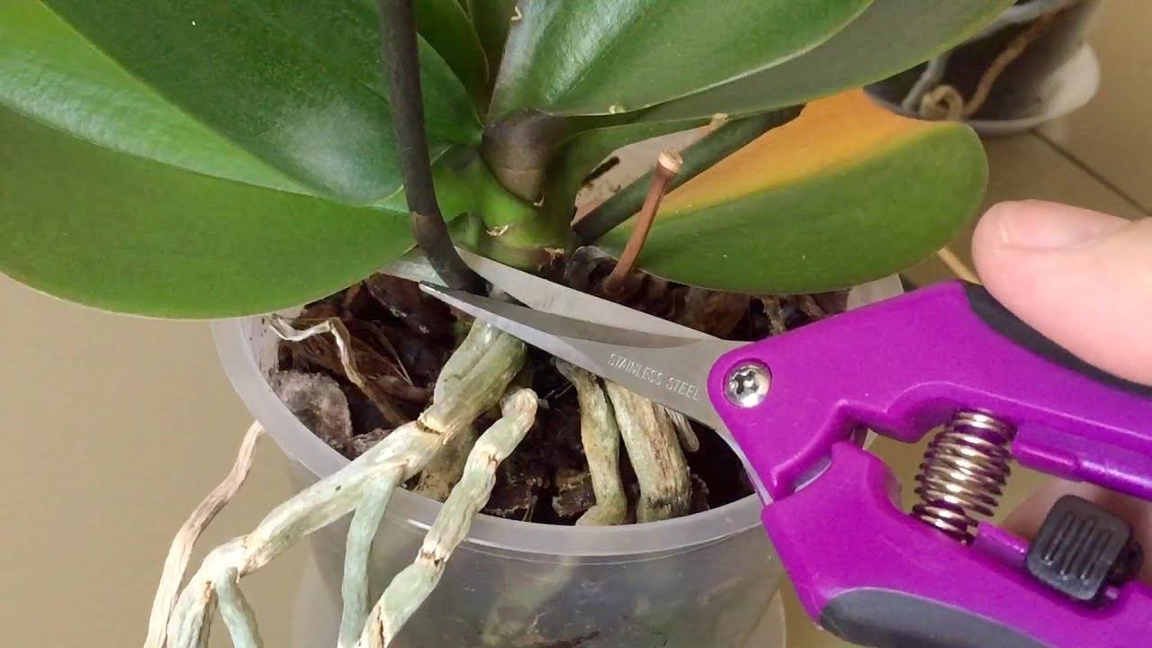 Цветение орхидей в домашних условиях