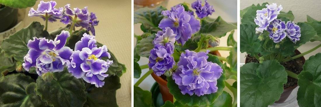 Фиалка голубой туман — описание и характеристики сорта