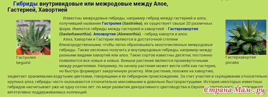 Растение эхинопсис Echinopsis является представителем семейства Кактусовые, которое очень популярно среди цветоводов Название эхинопсис произошло от греческого слова и переводится как подобный ежу