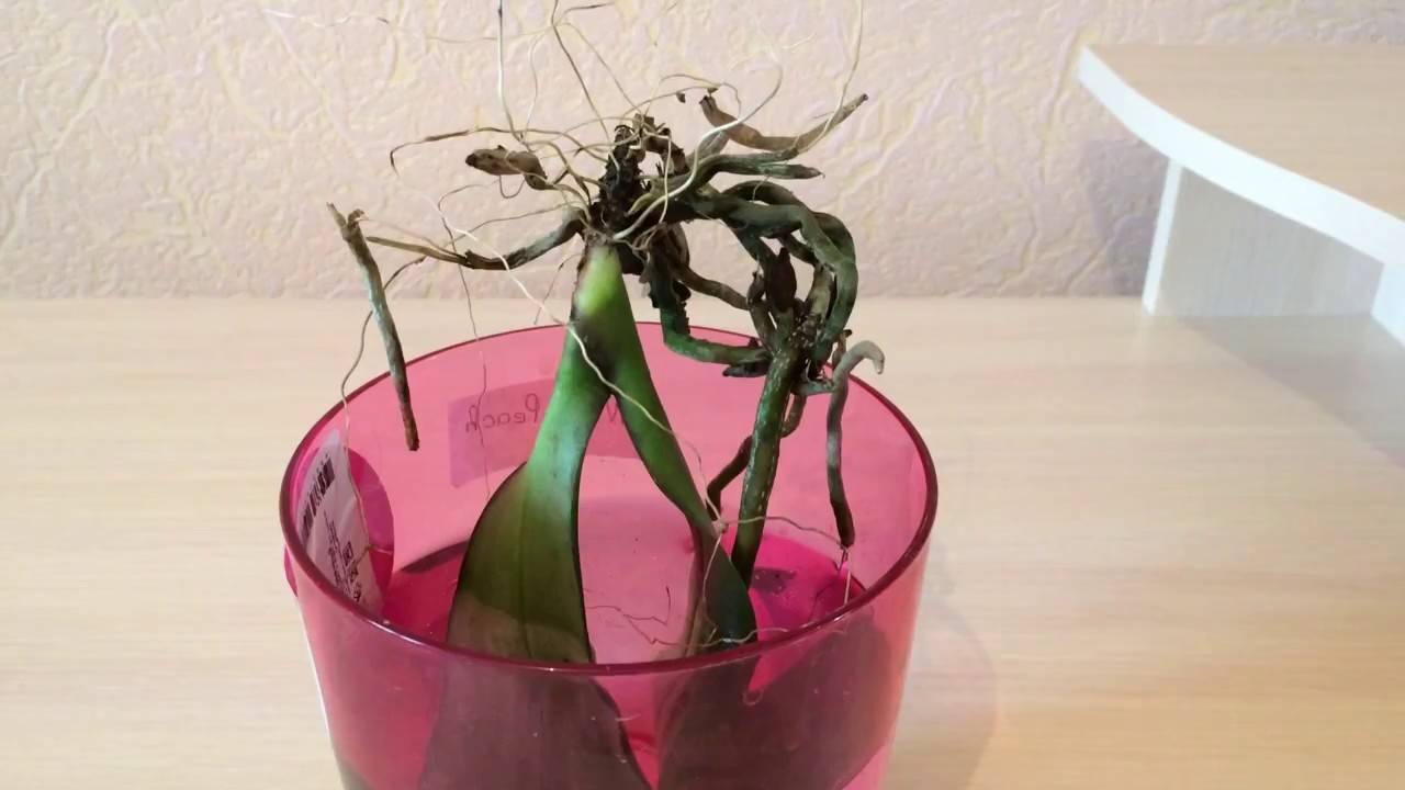 Как нарастить корни у орхидеи фаленопсис: что делать, чтобы их спасти, почему сохнут, а также способы быстро вырастить и восстановить растение, у которых они сгнили