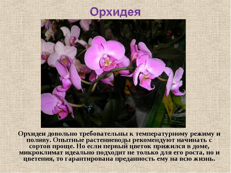 Орхидея – корни, листья, цветок. описание особенностей строения. – divo-dacha.ru