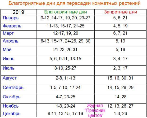 Как и когда правильно пересадить фиалку в домашних условиях