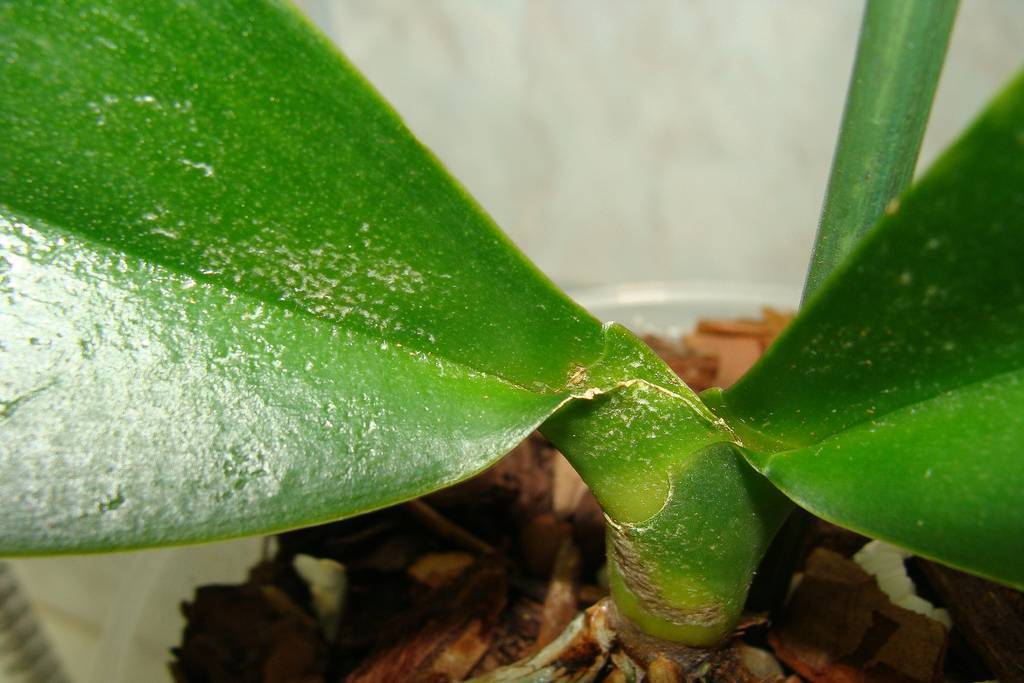 Пятна на листьях орхидеи: почему появились белые, желтые, бурые и иные, как вылечить растение и меры профилактики
