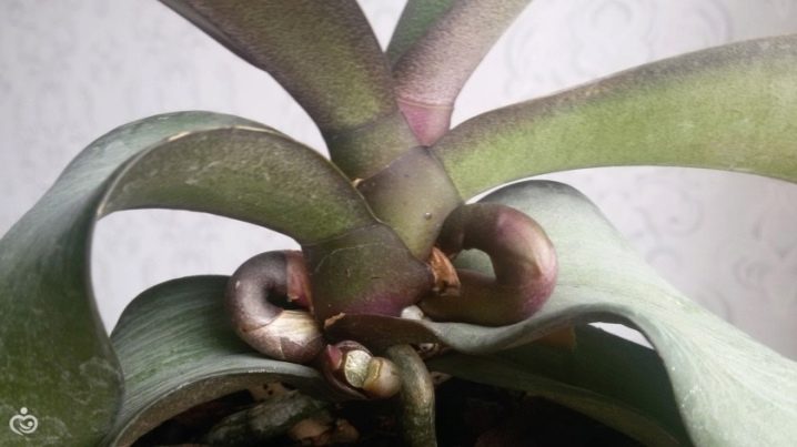 Блог об орхидеях