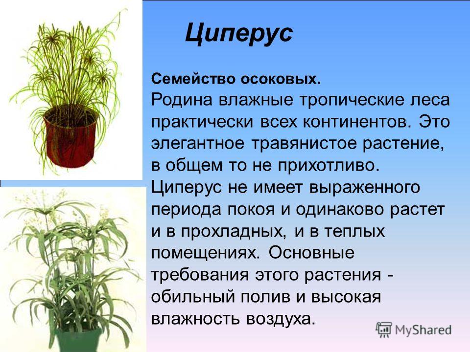 Циперус: уход в домашних условиях за многолетником с травяными побегами
