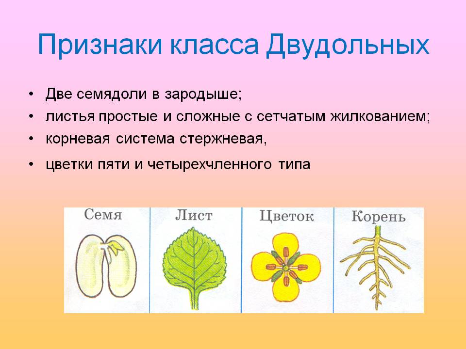 Однодольные и двудольные растения