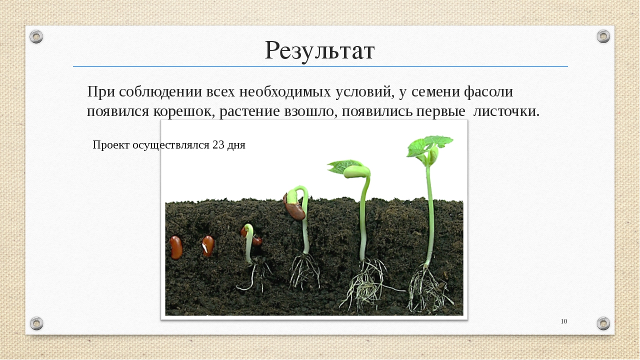 Куфея: описание, посадка и уход, разновидности + фото