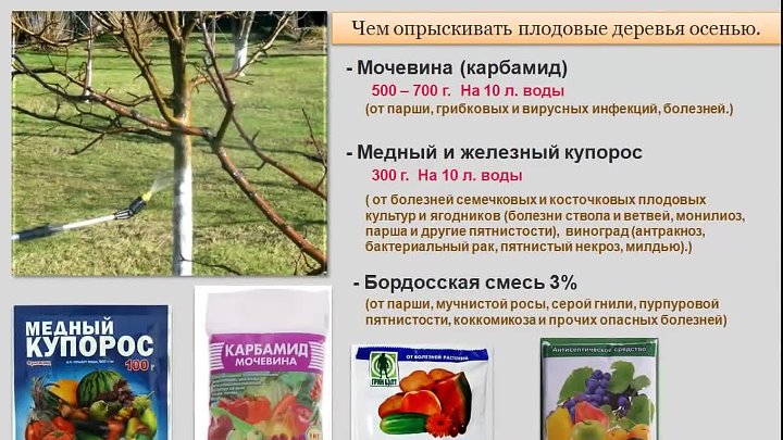 Важные особенности ухода за орхидеей фаленопсис