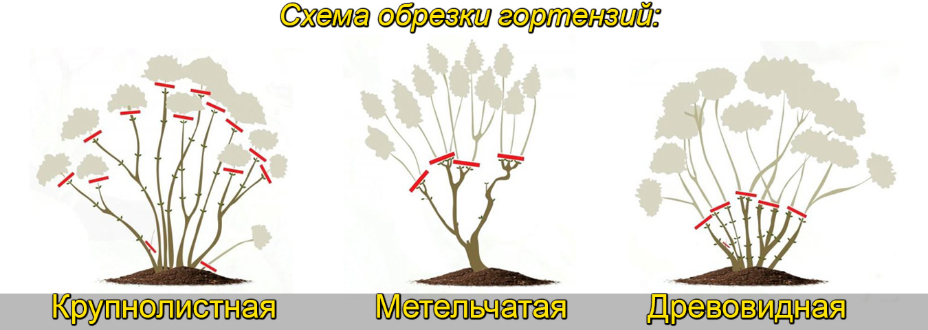 Уход за геранью в домашних условиях – гид с пошаговыми инструкциями и 25 фото
