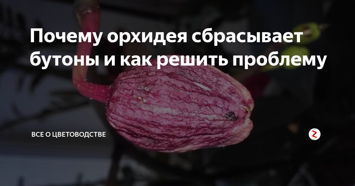 Почему у орхидеи вянут листья при цветении, после пересадки