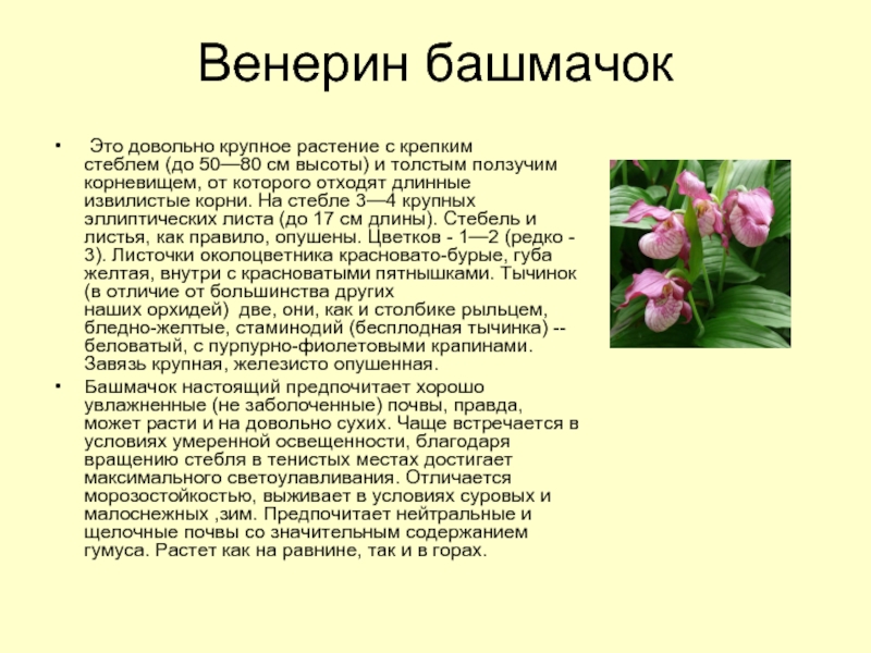 Уход за орхидеей венерин башмачок в домашних условиях с видео от специалистов про пафиопедилум