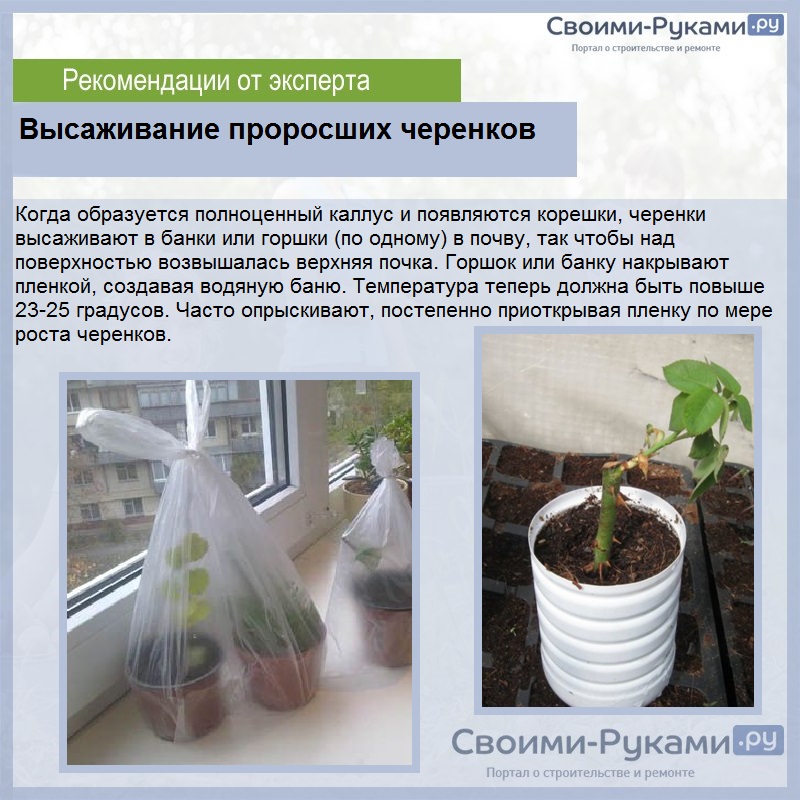 Черенкование роз осенью в домашних условиях: размножение цветка этим методом, нюансы разведения в квартире и как посадить, укоренить и вырастить культуру в горшке? selo.guru — интернет портал о сельск
