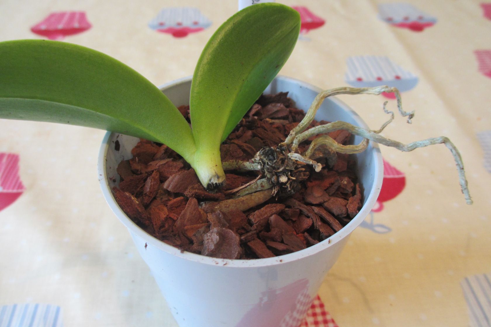 Как реанимировать орхидею, если сгнили корни: способы