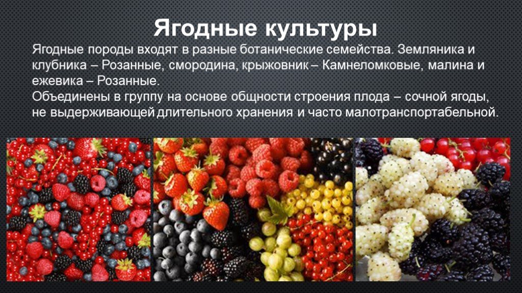 Опунция: описание, посадка и уход в домашних условиях