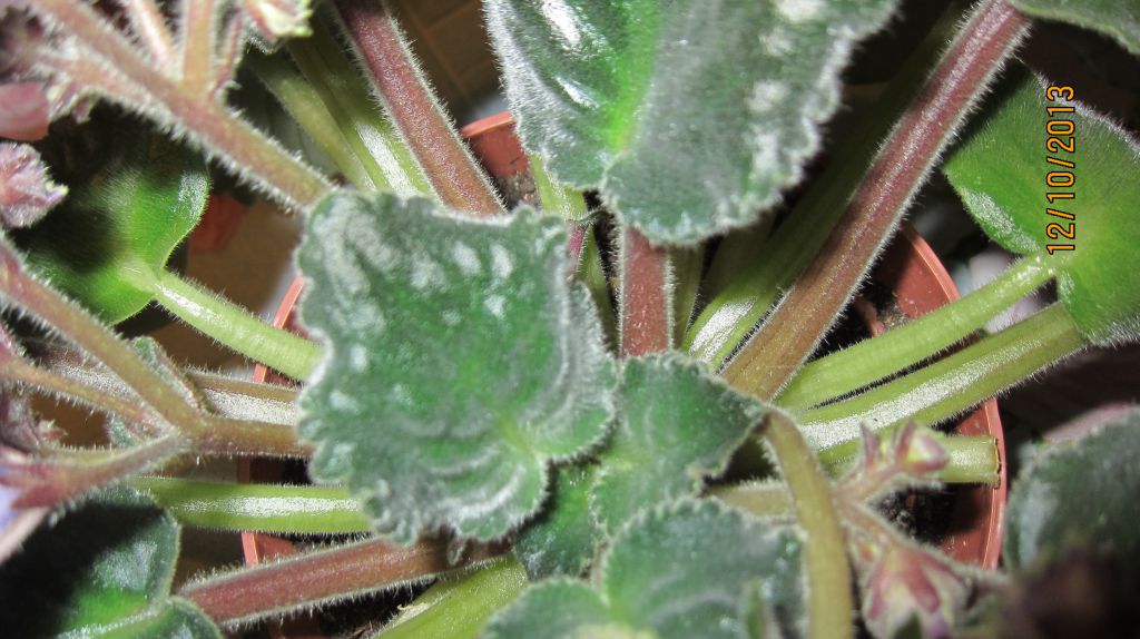 Фитоверм для комнатных растений — как разводить и обрабатывать, отзывы