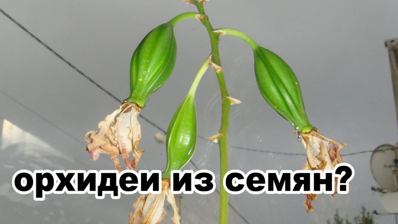 Орхидея в домашних условиях: важные условия и особенности выращивания орхидей своими руаким (155 фото + видео)