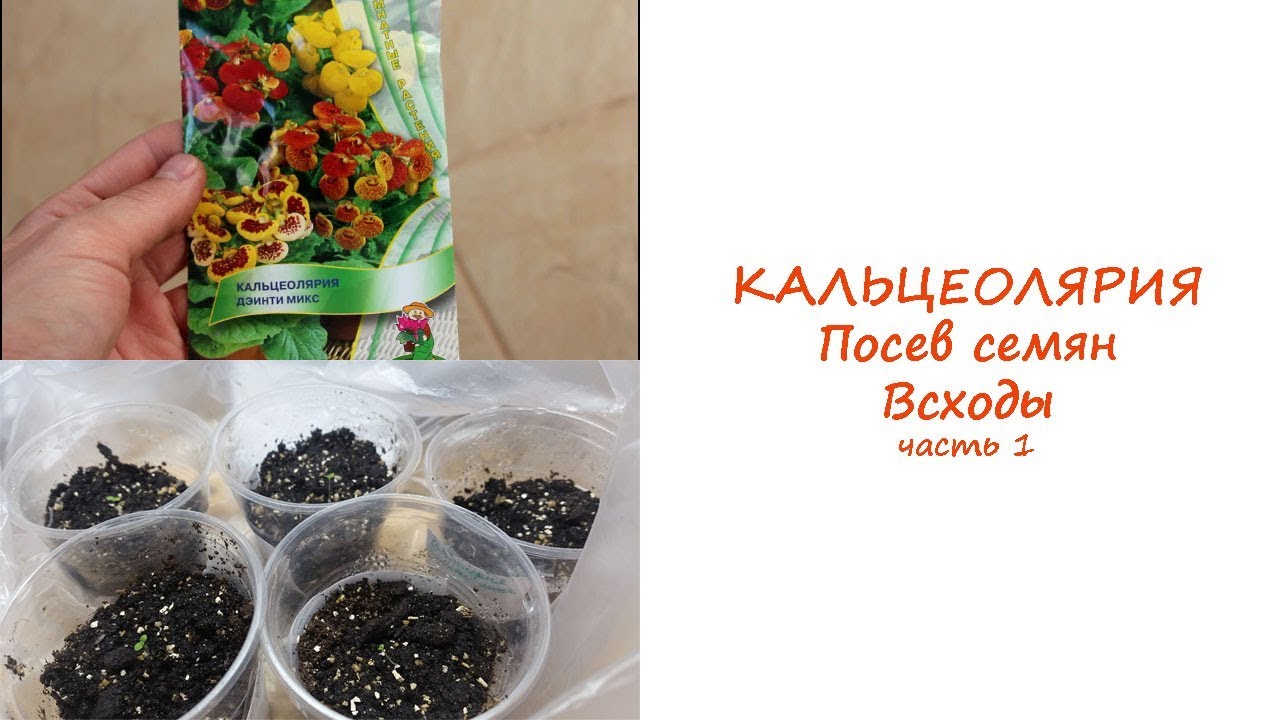 Кальцеолярия — цветок «туфелька»: описание, фото + видео