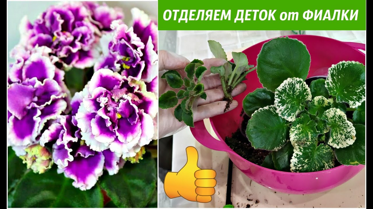 Из опыта коллекционеров. от листика до детки. выращивание фиалок в домашних условиях по всем правилам
