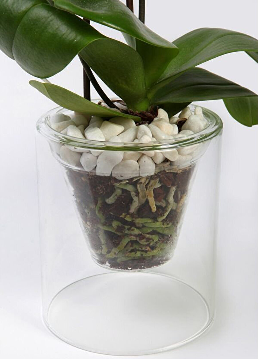 Стеклянные горшки для орхидей. Орхидея фаленопсис икеа. Цветы в прозрачных горшках. Горшки для орхидей прозрачные. Цветы в прозрачных горшках комнатные.