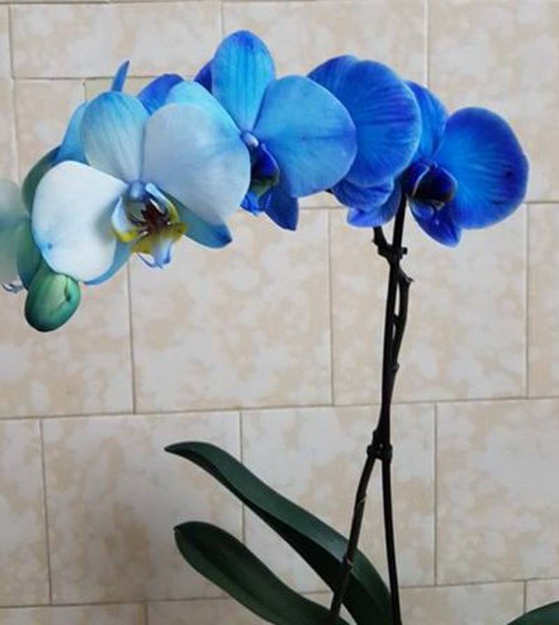 Синяя орхидея в горшке. Фаленопсис Афродита Блю. Фаленопсис Синголо. Синяя Орхидея натуральная. Орхидея крашеная синяя.