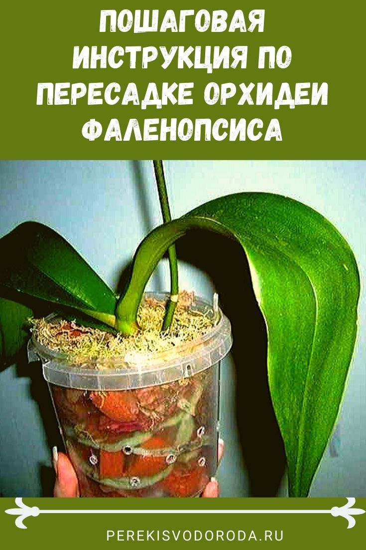 Уход за орхидеями после покупки и после цветения - 7 шагов для новичков с фото