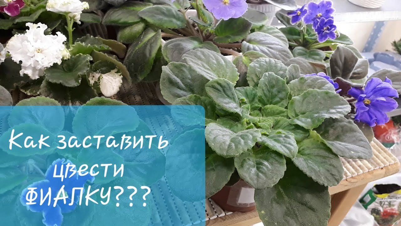 Скарлетт о'хара - биография героини из унесенные ветром, ее характер и цитаты - 24сми