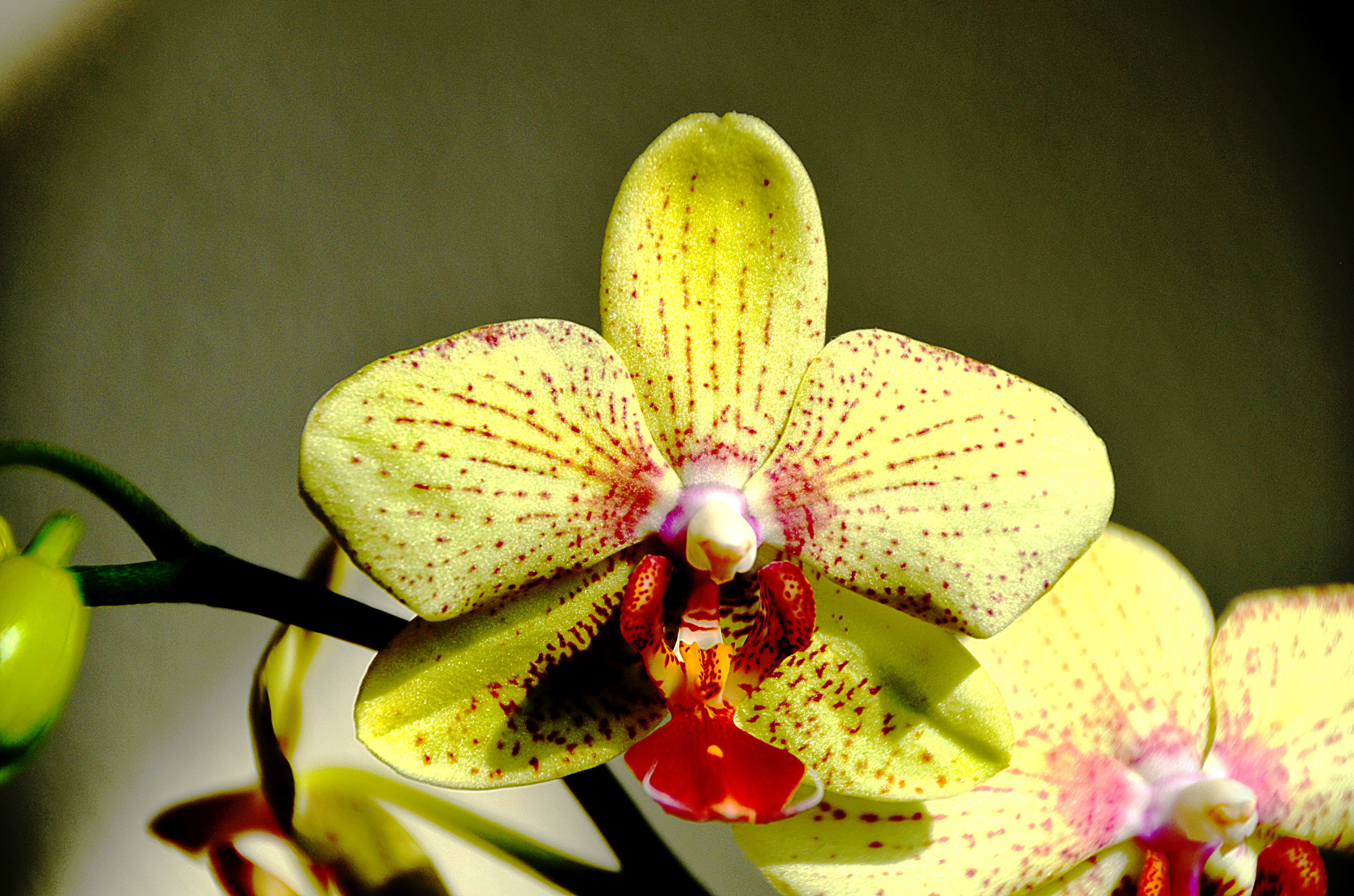 Орхидея монро фото и описание сорта