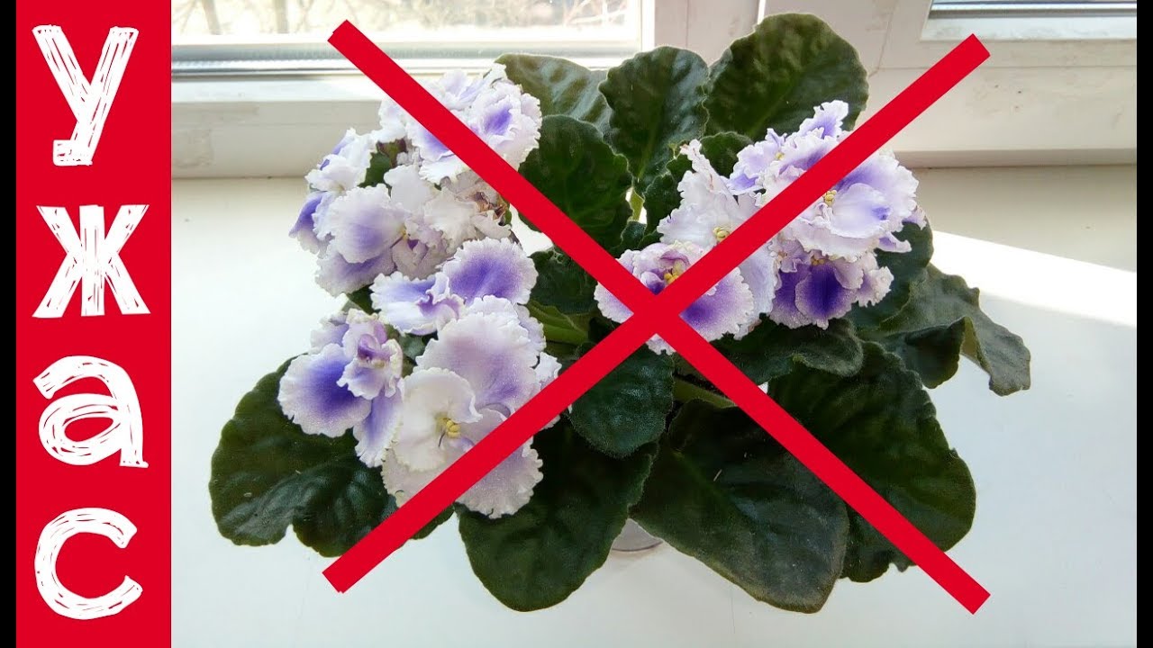 10 причин: почему не цветут фиалки в домашних условиях