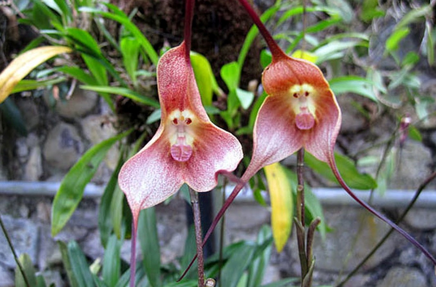 орхидея дракула фото