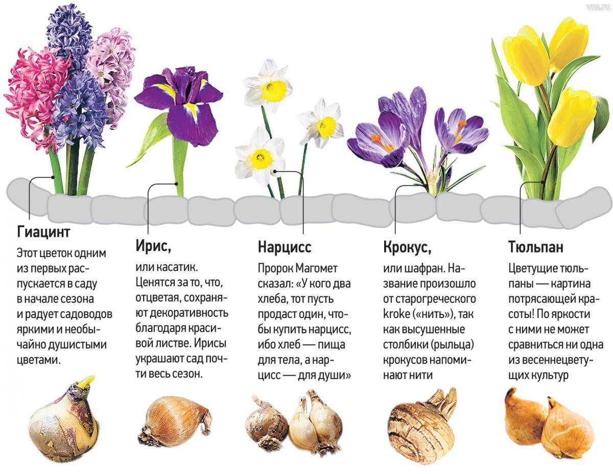 Красавец гиппеаструм: описание цветка, фото семян, а также особенности ухода в домашних условиях