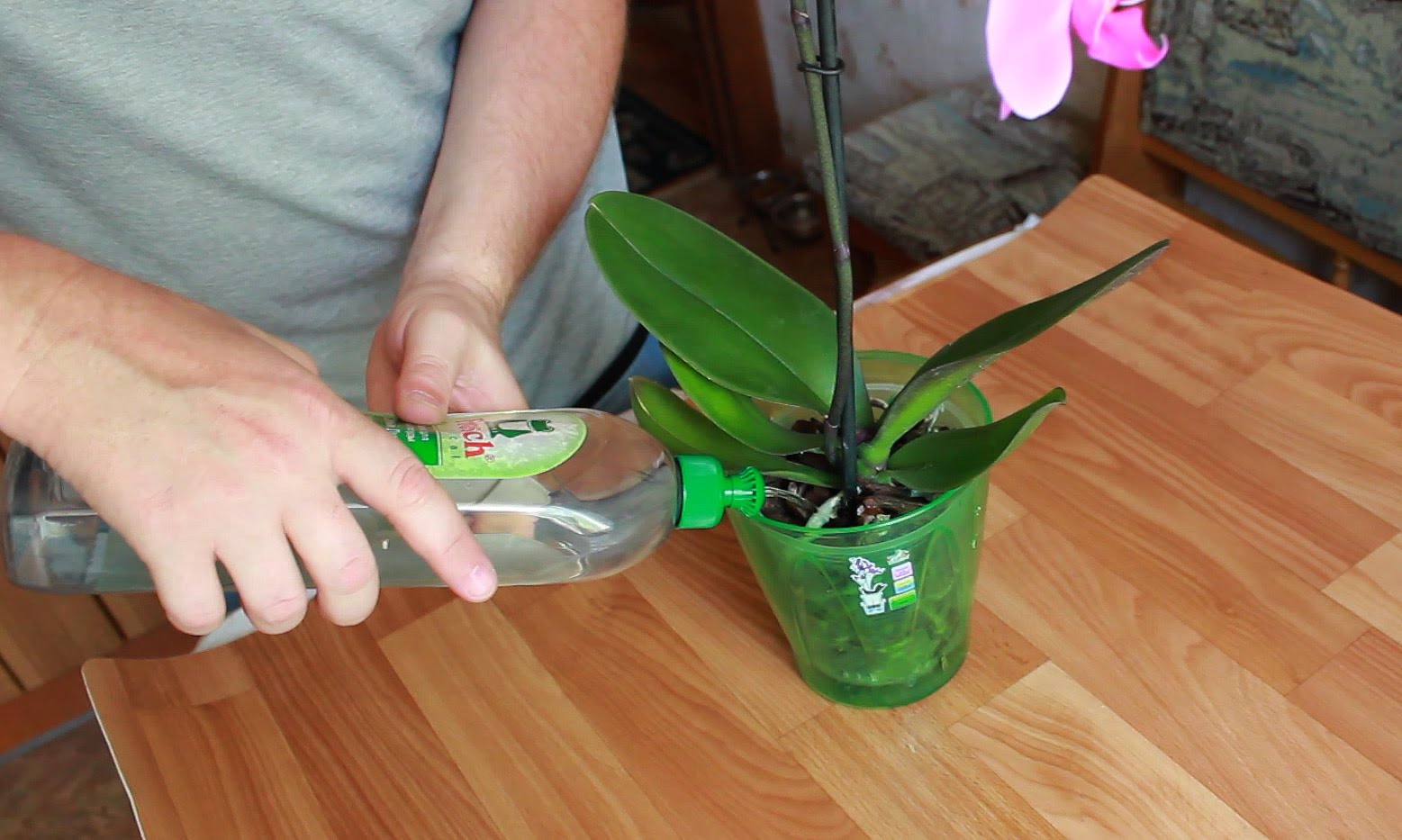 5 правил полива орхидей