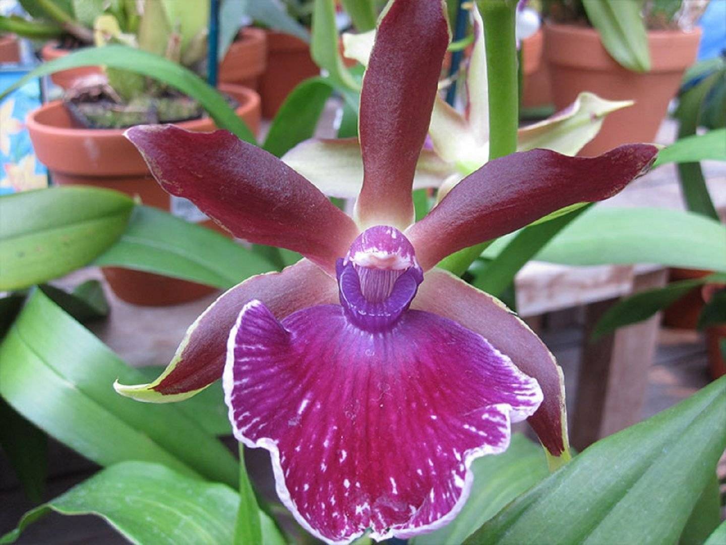 Уход за орхидеей зигопеталум в домашних условиях: полив, размножение, болезни и вредители